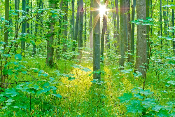 Morgonsolen strålar på sommaren i skogen. — Stockfoto