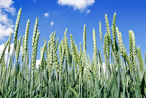 Зеленые колосья пшеницы на голубом фоне неба . — стоковое фото
