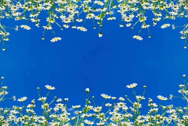 Blumen medizinische Gänseblümchen auf dem Hintergrund des blauen Himmels. — Stockfoto