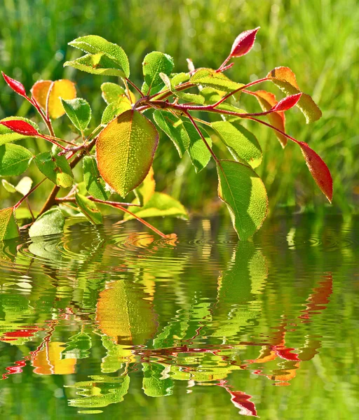 Unga blad i droppar av morgondagg. — Stockfoto