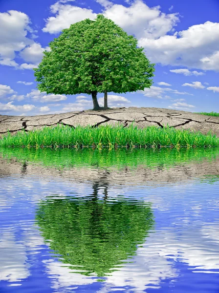 Träd växer från jorden torkat upp på stranden av sjön — Stockfoto