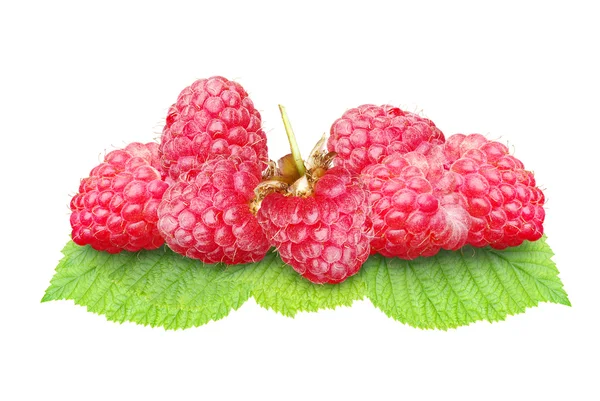 Raspberries on green leaves on a white background. — Stock Photo, Image