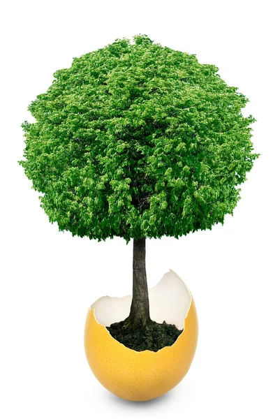 Baum, der aus der Eierschale wächst, ist isoliert auf weißem Hintergrund. — Stockfoto