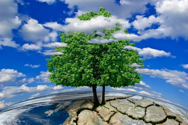 Arbre solitaire sur une planète déserte parmi les nuages . — Photo