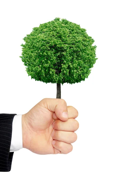 Una mano sosteniendo un árbol aislado sobre un fondo blanco . — Foto de Stock