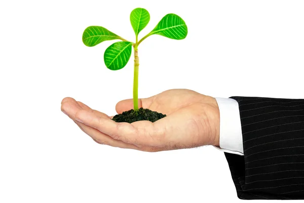 Young plant on the palm isolated on white background. — Stock Photo, Image