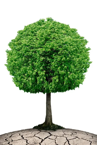 Eenzame boom op de planeet gekraakt geïsoleerd op een witte achtergrond. — Stockfoto