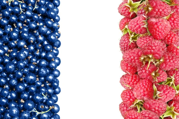 Frankrigs flag fra bær af hindbær og ribs - Stock-foto