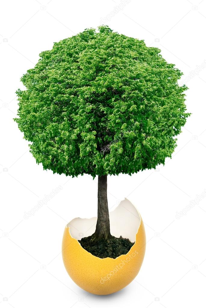 Tree growing from the eggshell is isolated on a white background.