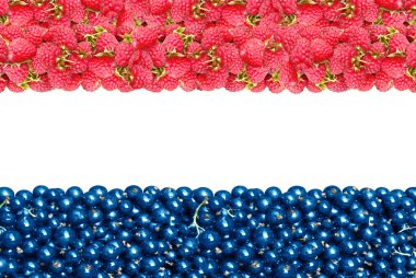 Ahududu ve kuş üzümü Hollanda bayrağı