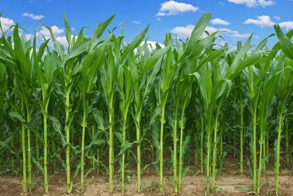 Tallos de maíz contra el fondo del cielo azul —  Fotos de Stock