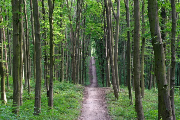 夏の若い森の緑の中の細い木 — ストック写真