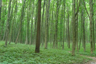 Genç ormanda ince ağaçlar Yazın yeşil