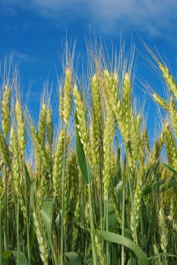 Mavi gökyüzünün arka planında genç tahıl kulakları