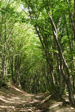 Genç ormanda ince ağaçlar Yazın yeşil