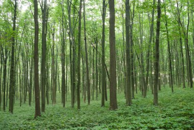 Genç ormanda ince ağaçlar Yazın yeşil