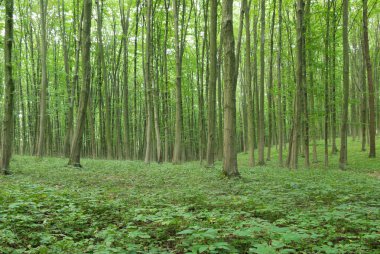 Genç ormanda ince ağaçlar Yazın yeşil