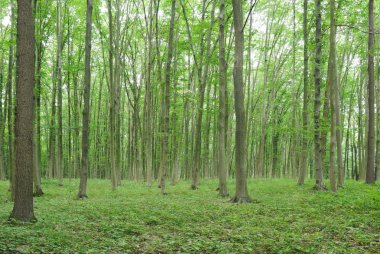 Genç ormanda ince ağaçlar Yazın yeşil