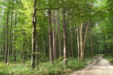 Genç ormanda ince ağaçlar Yazın yeşil