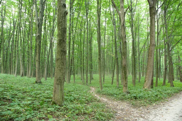 Smala träd i ung skog grön på sommaren — Stockfoto