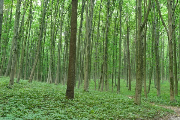 Štíhlé stromy v mladém lese zelené v létě — Stock fotografie