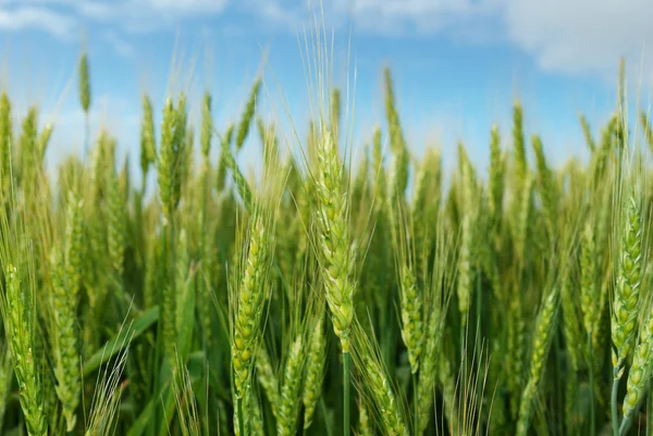 Jeunes épis de grain sur le fond du ciel bleu — Photo