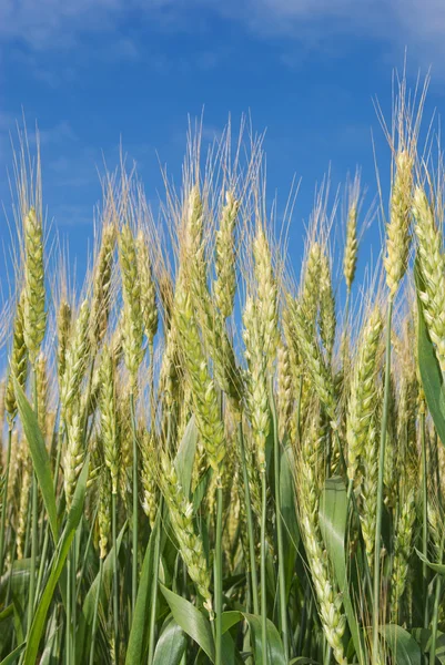 Jonge korenaren op de achtergrond van de blauwe lucht — Stockfoto