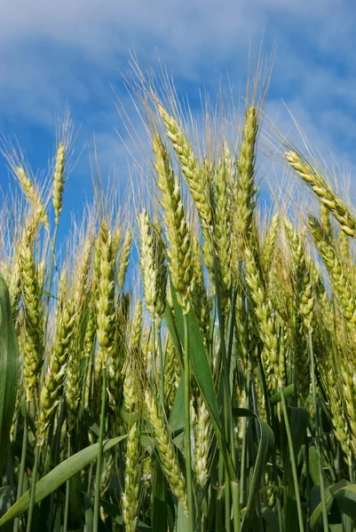 Jonge korenaren op de achtergrond van de blauwe lucht — Stockfoto