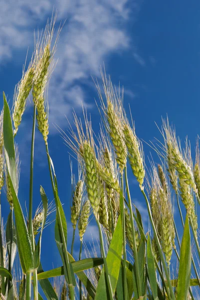 Jonge korenaren op de achtergrond van de blauwe lucht — Stockfoto