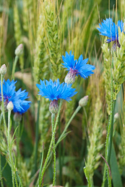 Flor de milho azul no campo entre as orelhas de cereais — Fotografia de Stock
