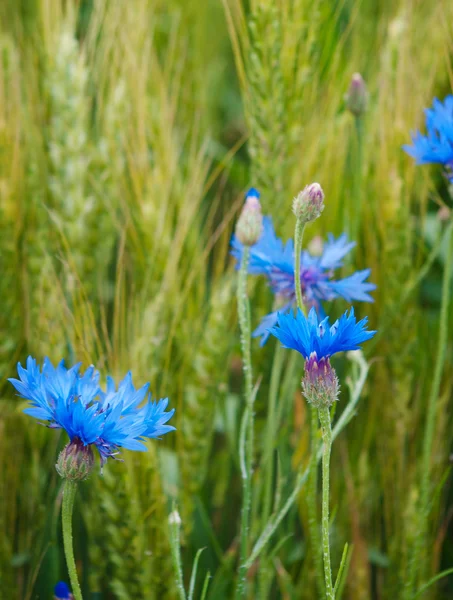 Flor de milho azul no campo entre as orelhas de cereais — Fotografia de Stock