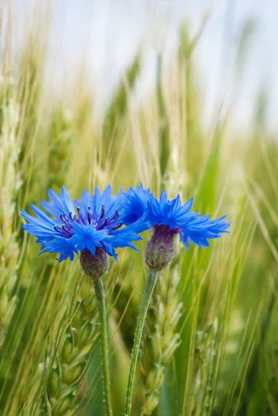 Flor de milho azul no campo entre as orelhas de cereais — Fotografia de Stock