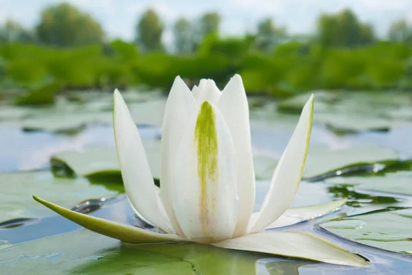 White lily blooming lake on the background of green leaves — Stock Photo, Image