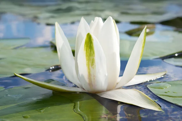 Jezioro kwitnących lilii białej na tle zielonych liści — Zdjęcie stockowe