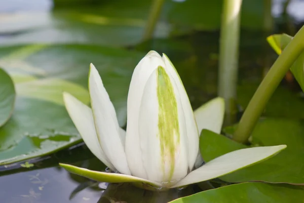 Lirio blanco floreciendo lago en el fondo de hojas verdes — Foto de Stock