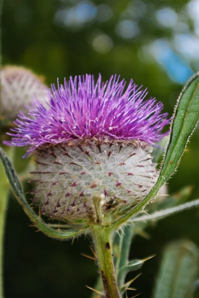 Rød Tidsel blomst, blomstrende i skoven - Stock-foto