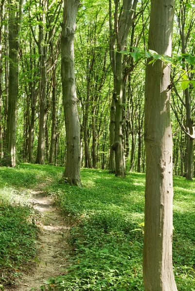 Smala träd i ung skog grön på sommaren — Stockfoto