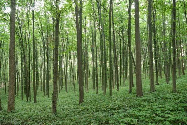 Smala träd i ung skog grön på sommaren — Stockfoto