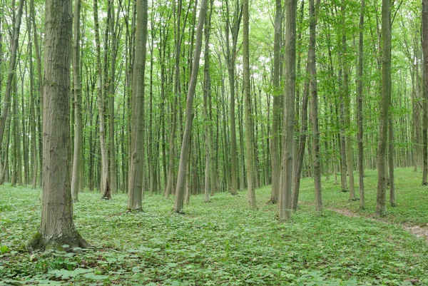 Smala träd i ung skog grön på sommaren — Stockfoto