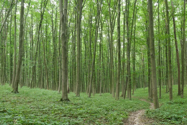 Smala träd i ung skog grön på sommaren — Stockfoto