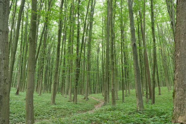 Smala träd i ung skog grön på sommaren — Stockfoto