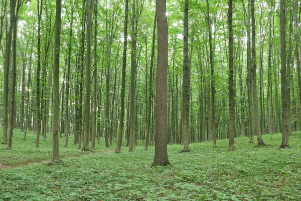 Schlanke Bäume in jungem Waldgrün im Sommer — Stockfoto