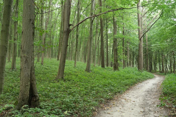 Smala träd i ung skog grön på sommaren — Stockfoto