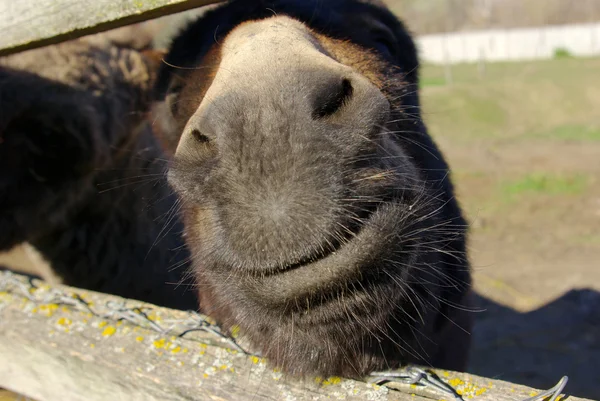 Caballo clavó su hocico a través de una cerca en una granja —  Fotos de Stock