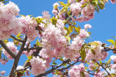 Sakura ağacı çiçeği bahar mavi gökyüzü karşı.