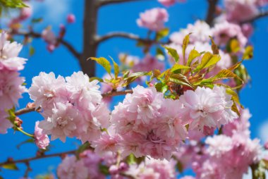 Sakura ağacı çiçeği bahar mavi gökyüzü karşı.