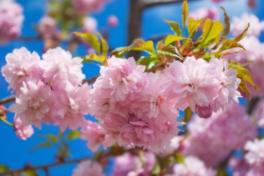 Sakura ağacı çiçeği bahar mavi gökyüzü karşı.