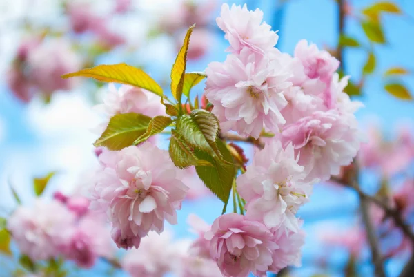 Sakura tree blossoms in spring against a blue sky. — Stock Photo, Image