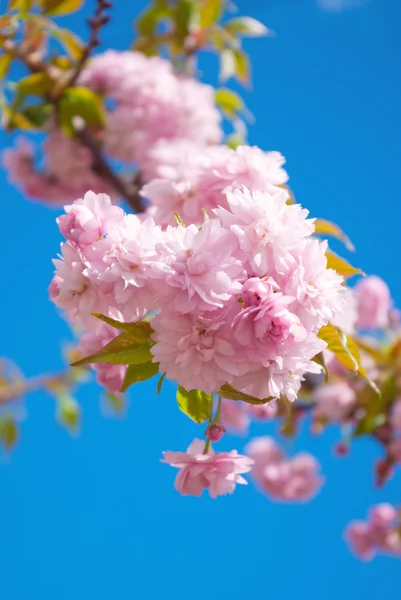 Sakura tree blossoms in spring against a blue sky. — Stock Photo, Image