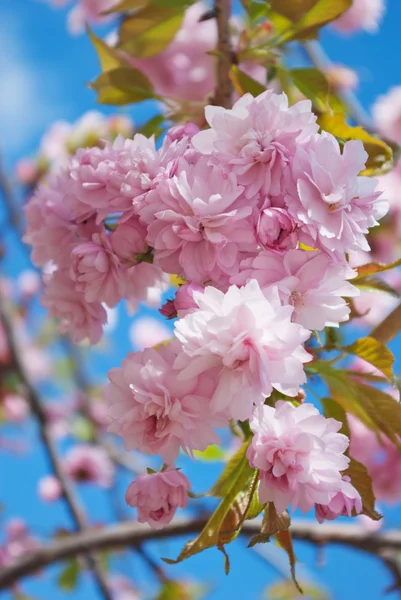 Sakura tree blossoms in spring against a blue sky. — Stock Photo, Image